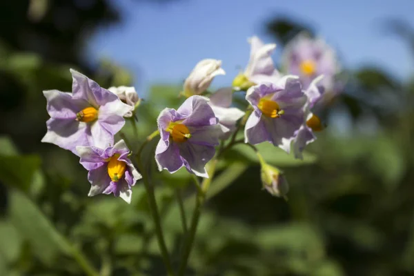 Florescimento Batatas Flores Cor Rosa Jardim Crescendo Legumes Fundo — Fotografia de Stock