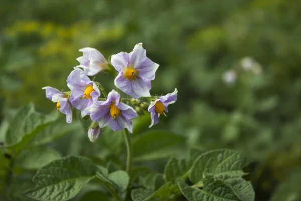 Floraison Pommes Terre Fleurs Roses Dans Jardin Culture Légumes Backgroun — Photo