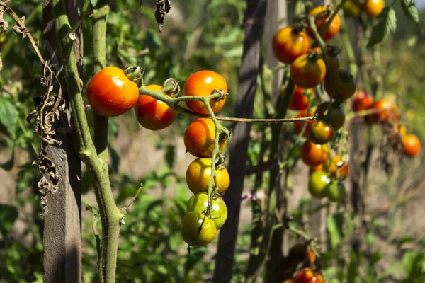 Röda Och Gröna Tomater Med Torra Löv Växa Trädgården Soligt — Stockfoto