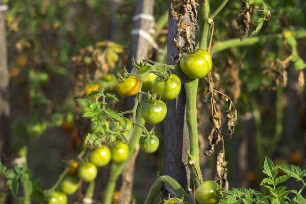 Röda Och Gröna Tomater Med Torra Löv Växa Trädgården Soligt — Stockfoto