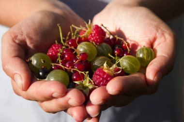 Bektaşi, siyah ve kırmızı frenk üzümü. Ahududu - çilek kadınların avuç içi
