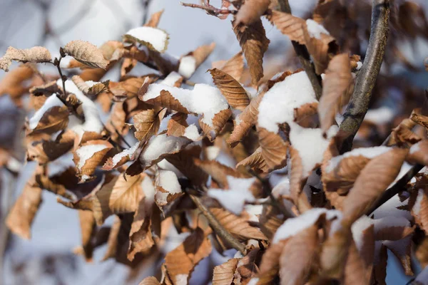 Őszi Száraz Levelek Borított Egy Tiszta Téli Napon Háttérképet — Stock Fotó