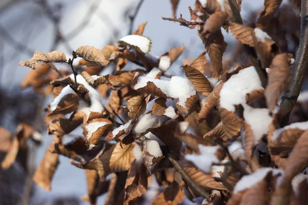 Őszi Száraz Levelek Borított Egy Tiszta Téli Napon Háttérképet — Stock Fotó