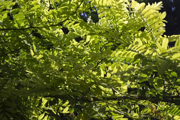 Foglie Acacia Verde Sullo Sfondo Della Luce Solare — Foto Stock