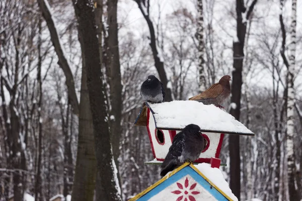 Gray dove sits on feeder covered snow in winter forest