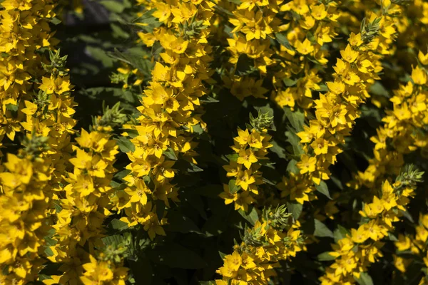 Amarelo Lysimachia Flor Flores Verão Brilhantes Fundo — Fotografia de Stock