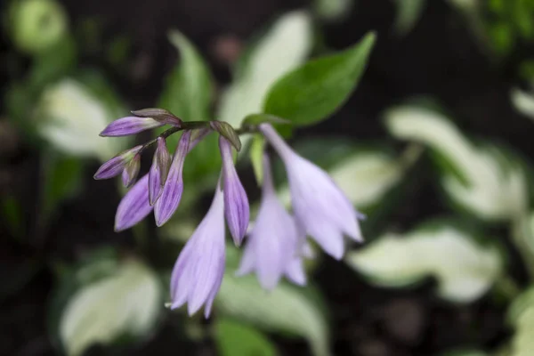 Květu Hostitelé Fialové Květy Zahradě Pozadí — Stock fotografie