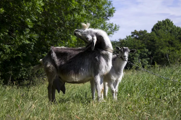 Chèvre Frappé Tête Arrière Des Démangeaisons Étranges Drôle Adultes Petites — Photo