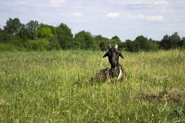 Jeden Dorosły Czarna Koza Siedzi Dziedzinie Tle Drzewa Zwierzęta Smyczy — Zdjęcie stockowe