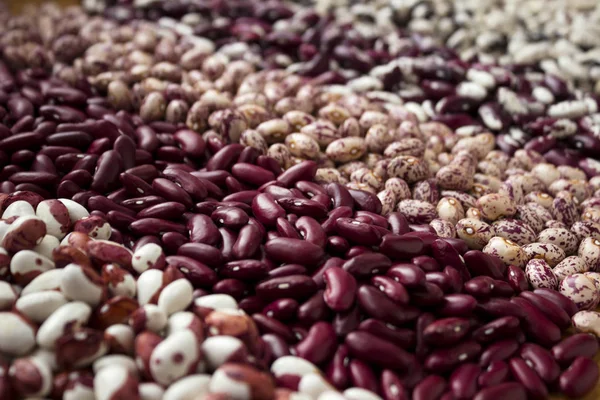 Different Types Beans Kidney Variegated Beans Anasazi Background Leguminous Red — Stock Photo, Image