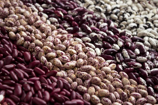 Different Types Beans Kidney Variegated Beans Anasazi Background Leguminous — Stock Photo, Image