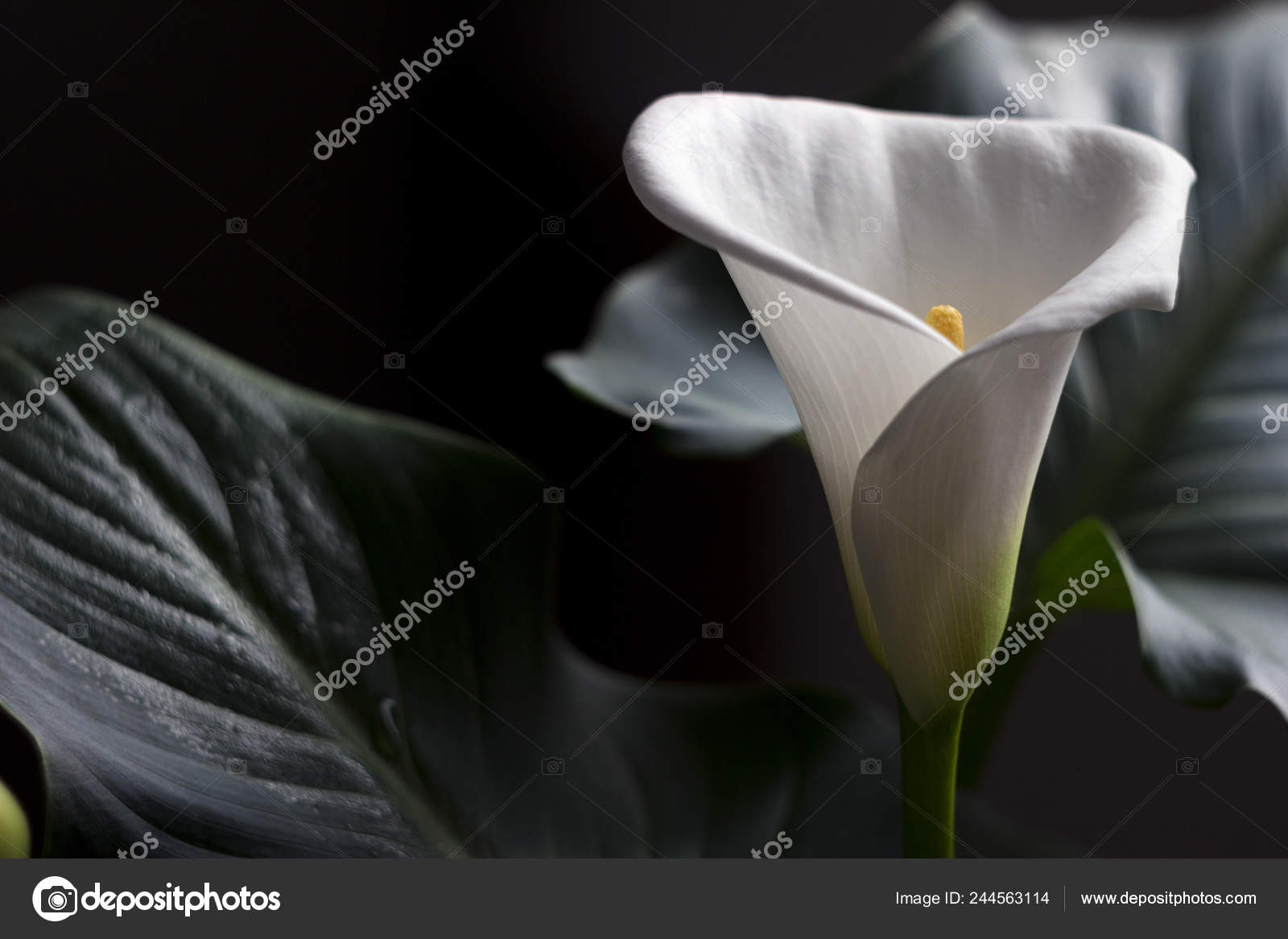 calla blossom