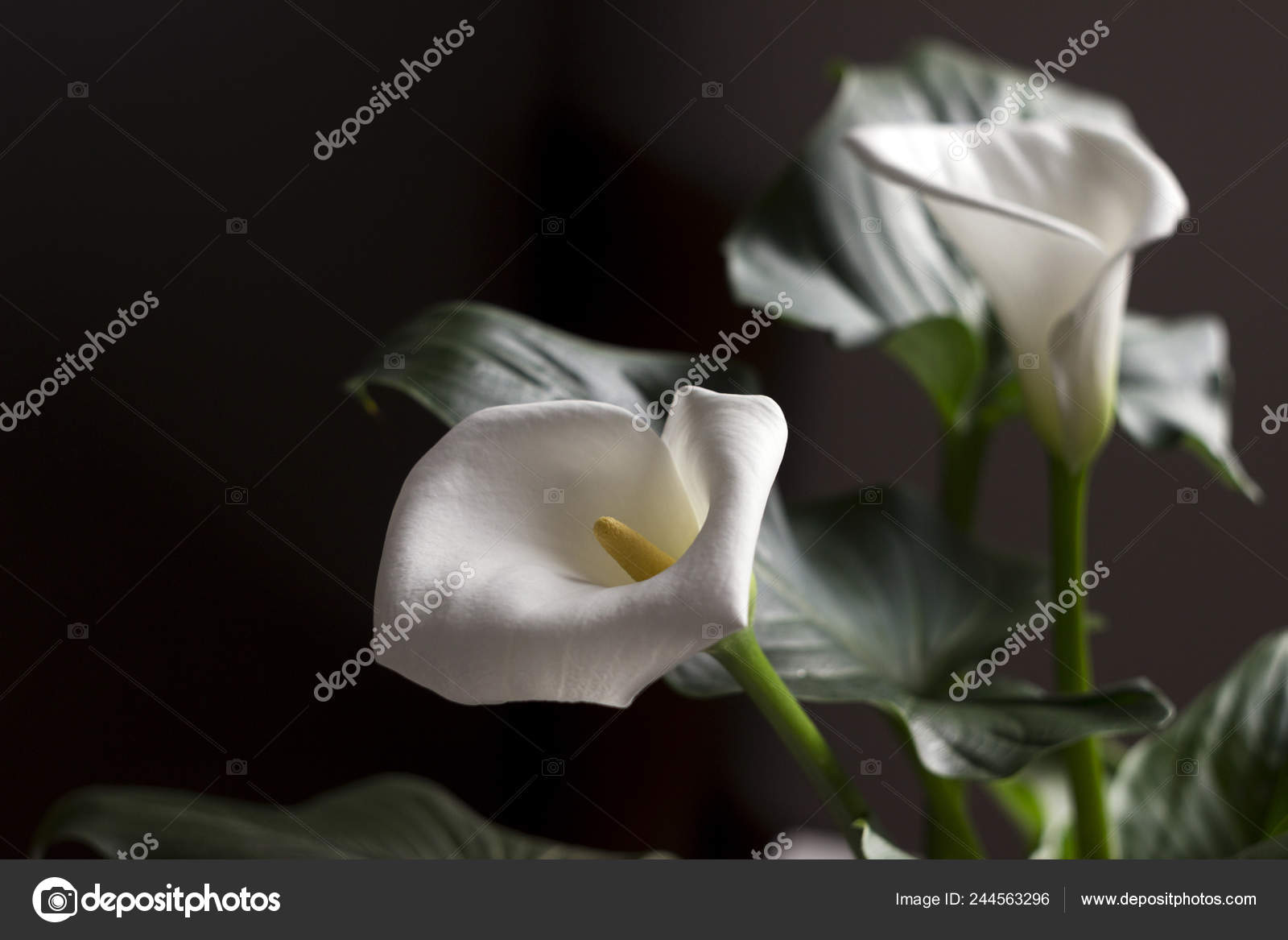 calla blossom