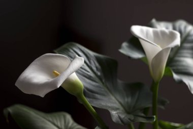 Calla - çiçek güzel beyaz çiçek, houseplant, arka plan.