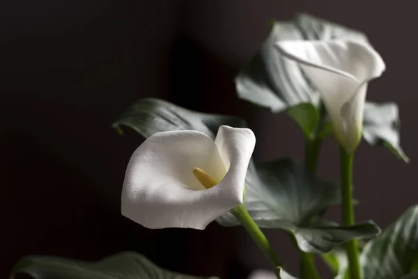 Calla Blossom Beautiful White Flower Houseplant Background — Stock Photo, Image