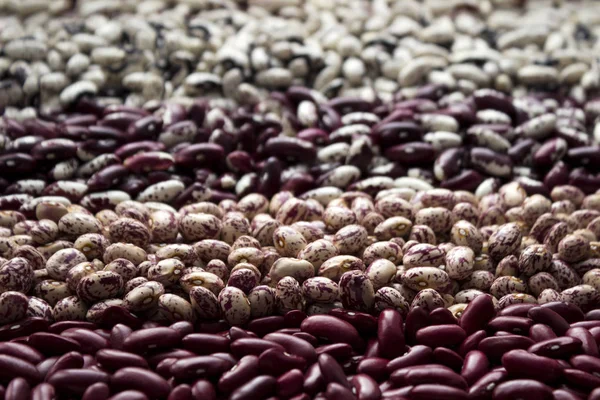 Different Types Beans Kidney Variegated Beans Anasazi Background Leguminous Red — Stock Photo, Image