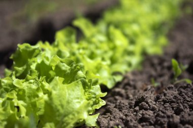 Bahçede büyüyen büyüyen yeşil kıvırcık salata. Sağlıklı vejetaryen yemek.