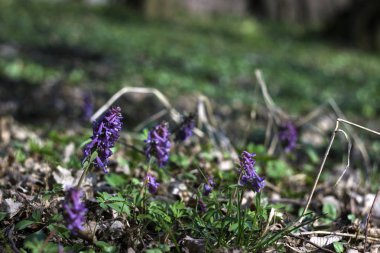 Sprin ormanında erken mor çiçekler açan corydalis-