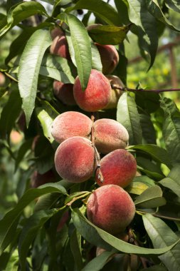 Olgun portakal şeftali ağacı, güzel ve sağlıklı f üzerinde asılı