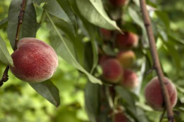 Olgun portakal şeftali ağacı, güzel ve sağlıklı f üzerinde asılı