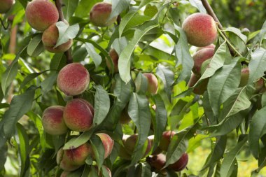 Olgun portakal şeftali ağacı, güzel ve sağlıklı f üzerinde asılı