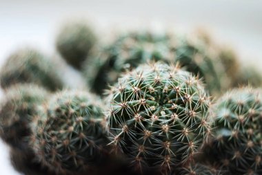 İğneler, makro, arka plan ile yeşil yuvarlak kaktüs. Dikenli planı