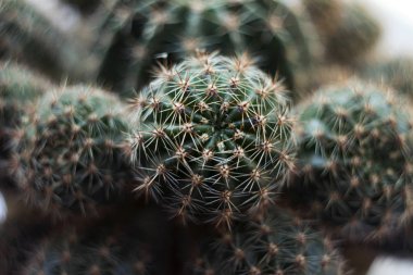 İğneler, makro, arka plan ile yeşil yuvarlak kaktüs. Dikenli planı