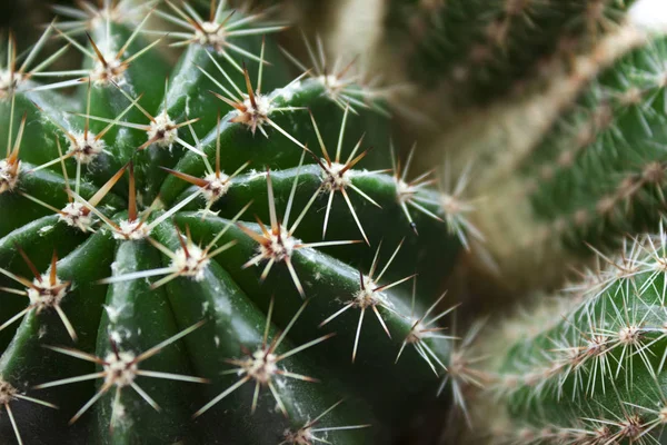 Green round cactus with needles, macro, background. Prickly plan — Stock Photo, Image