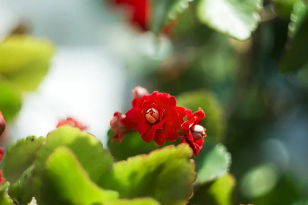 Röd Kalanchoe - vackra blommande krukväxt för dekoration eller — Stockfoto