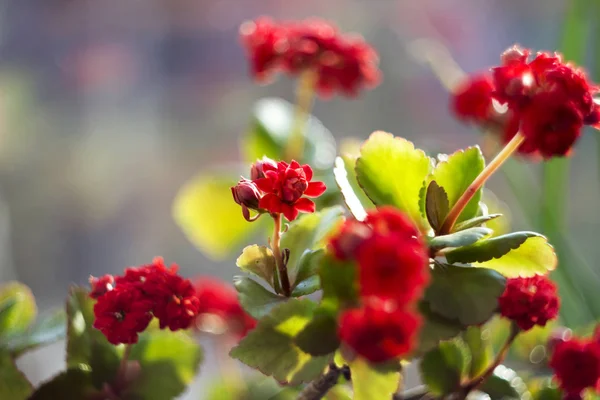 Röd Kalanchoe - vackra blommande krukväxt för dekoration eller — Stockfoto