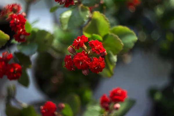 Röd Kalanchoe - vackra blommande krukväxt för dekoration eller — Stockfoto