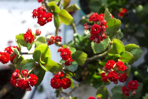 Röd Kalanchoe - vackra blommande krukväxt för dekoration eller — Stockfoto