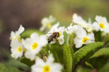 Bee pollinating the early spring flowers - primrose. Primula vul clipart