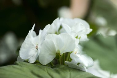 Beyaz Sardunya, Sardunya çiçeği ile tıbbi özellikleri vardır
