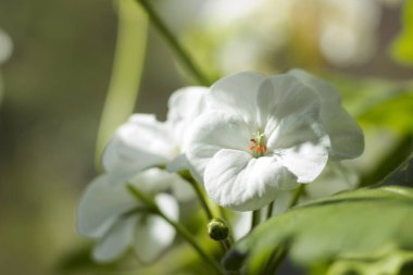 Beyaz Sardunya, Sardunya çiçeği ile tıbbi özellikleri vardır