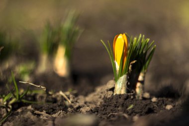 Sarı çiğdemler Çiçek Bahçe, erken bahar çiçekleri, backg