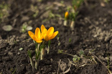 Sarı çiğdemler Çiçek Bahçe, erken bahar çiçekleri, backg