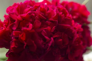 Güzel kırmızı Sardunya ıtır - bahçe çiçekleri, yakından ba