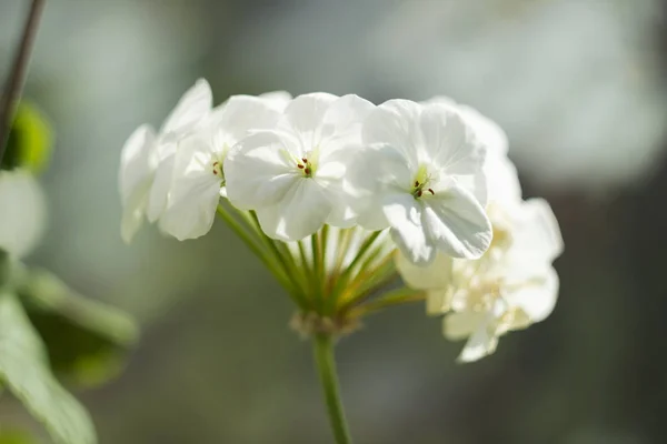 White geranium, Pelargonium flower with medicinal properties are