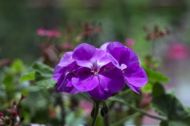 Güzel mor Sardunya ıtır - Bahçe çiçek yakından,
