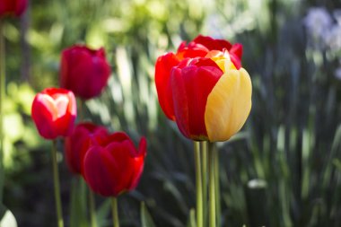 Sarı yaprakları, güzel bahar çiçekleri ile sıradışı kırmızı lale,