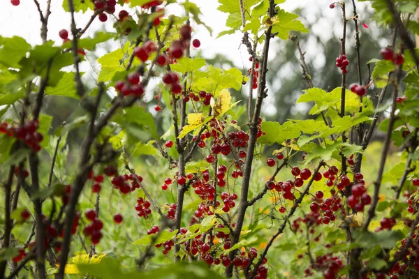 A passa de Corinto vermelha madura cresce nos ramos de um Bush, bagas úteis — Fotografia de Stock