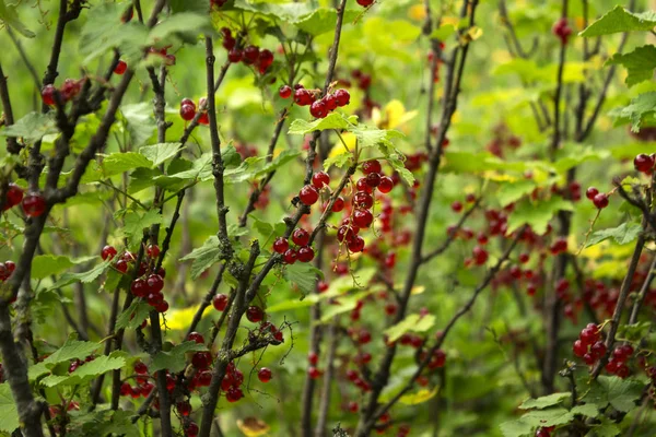 Grosella roja madura crece en las ramas de un Bush, bayas útiles — Foto de Stock