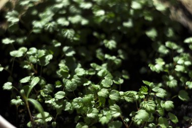 Kutulara pencere sil üzerinde kapalı büyüyen küçük çilek fidesi