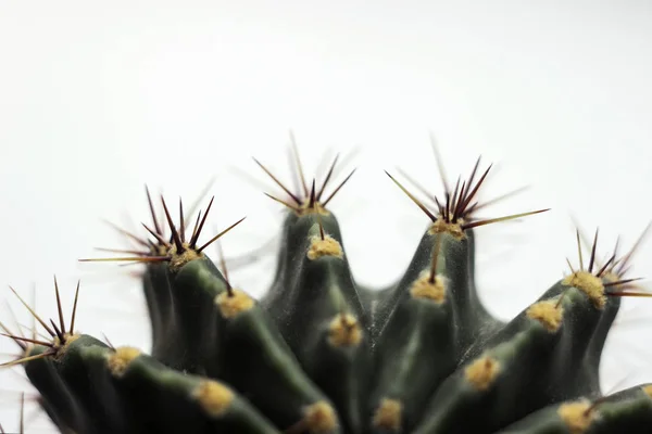 Round green cactus with long spines-needles on a light backgroun — Stock Photo, Image