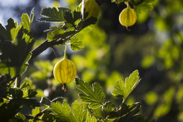 Ramo cespuglio di uva spina verde con bacche mature fiorisce nel — Foto Stock