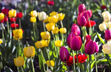 Terry kırmızı lale ve pembe, sarı ve Beyaz Lale çiçek