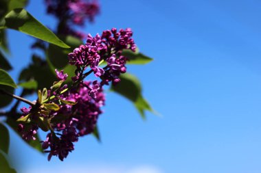 Açık havada, mavi gökyüzü, b ilkbaharda koyu mor Lila çiçek