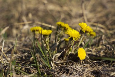 Anne ve üvey - ilk sarı erken Bahar çiçek 