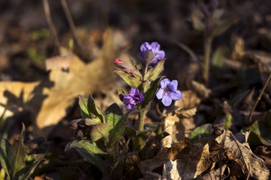 Pulmonaria çiçekli bitkiler Boragina ailesindeki bir cinsidir